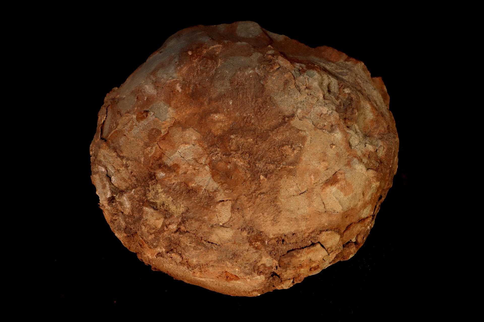 Oeuf de Dinosaure 法国南部的恐龙蛋（旧收藏品）上白垩纪 - 背面有明显的胶水痕迹 - 直径16厘米 - 2,2公斤