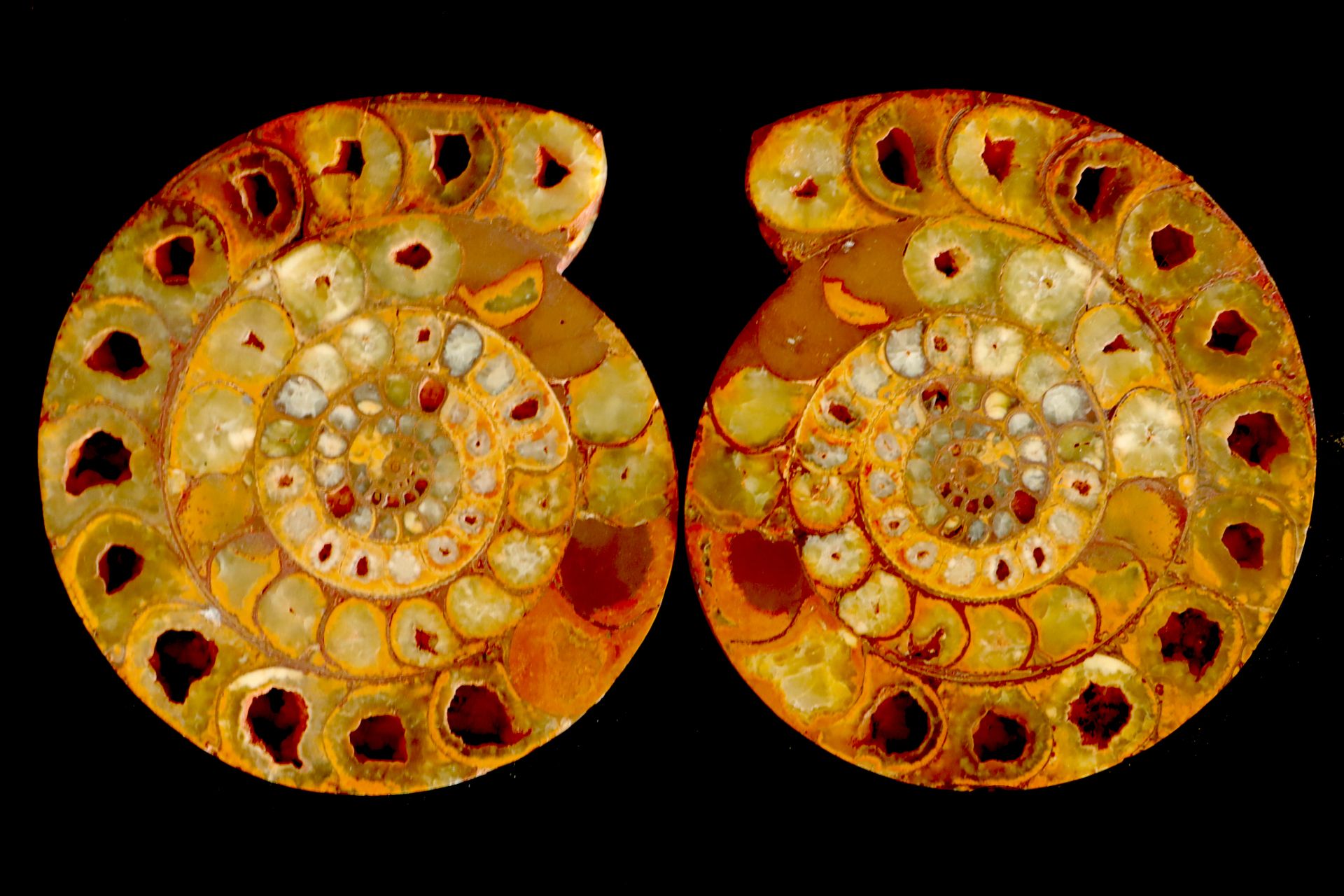 Grosse ammonite sciée de Madagascar grosse ammonite sciée de Madagascar – dimens&hellip;