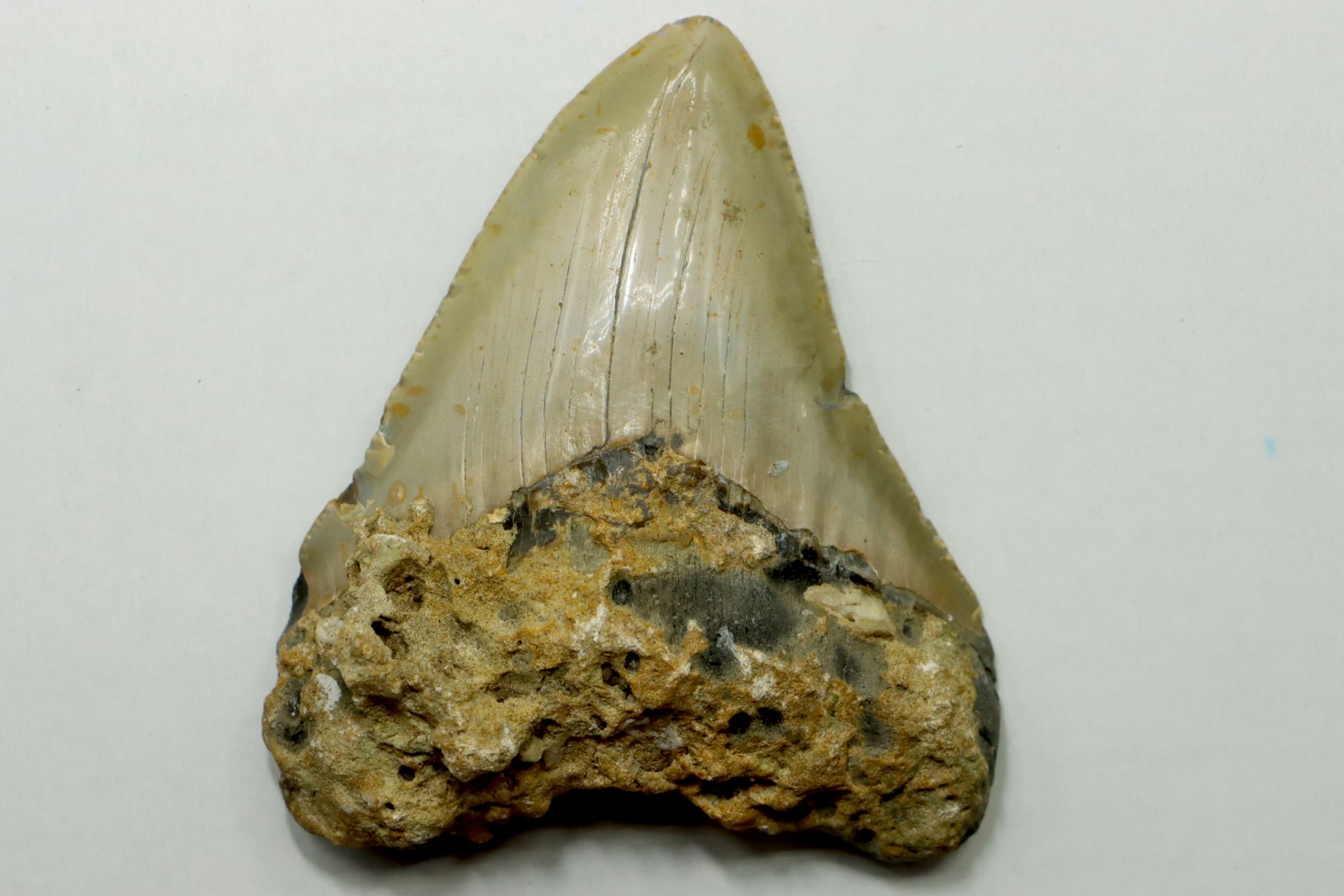 Dent de requin « carcharodon megalodon » – miocène des USA dent du mythique requ&hellip;