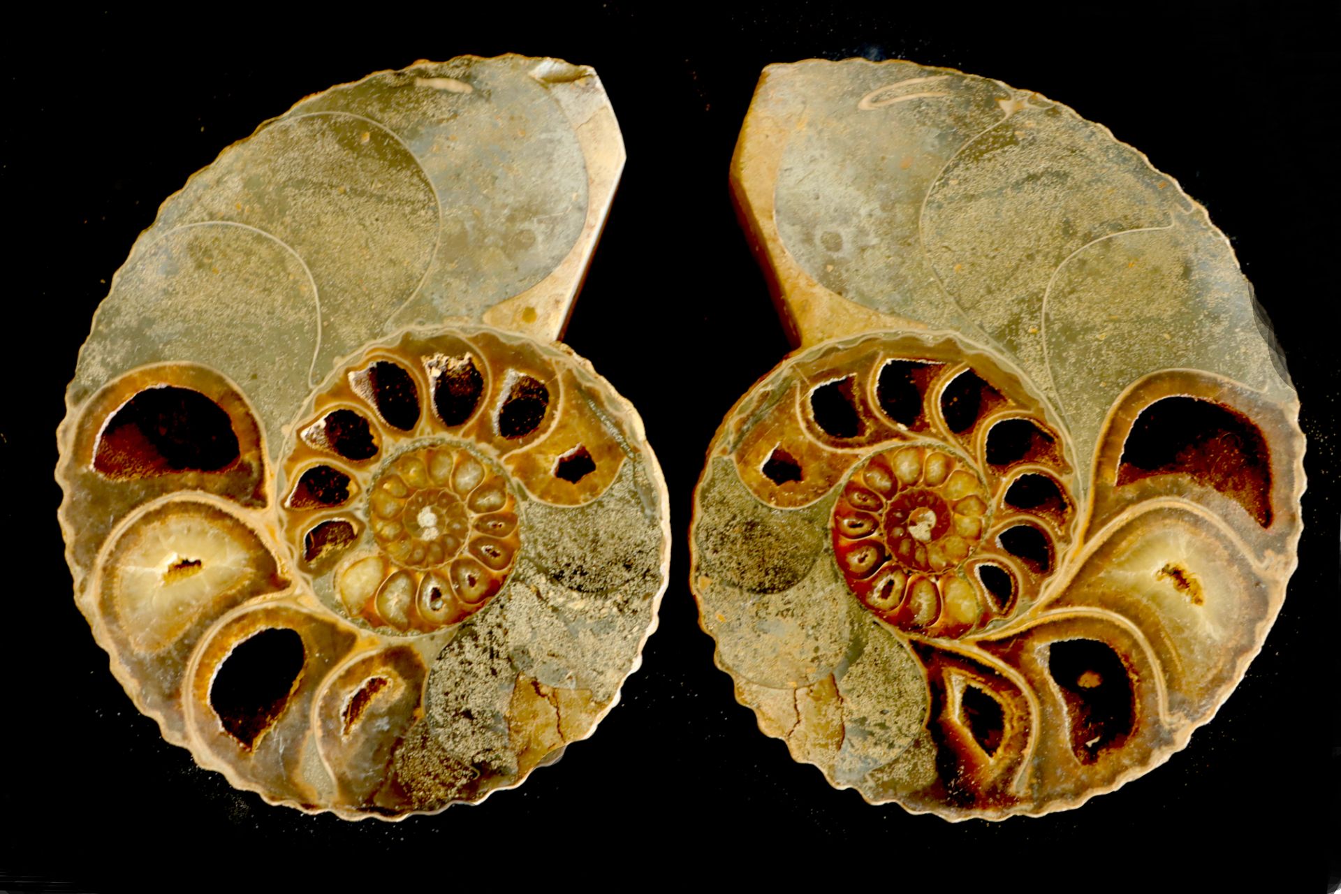 Grosse ammonite sciée de Madagascar gran amonita aserrada de Madagascar - tamaño&hellip;