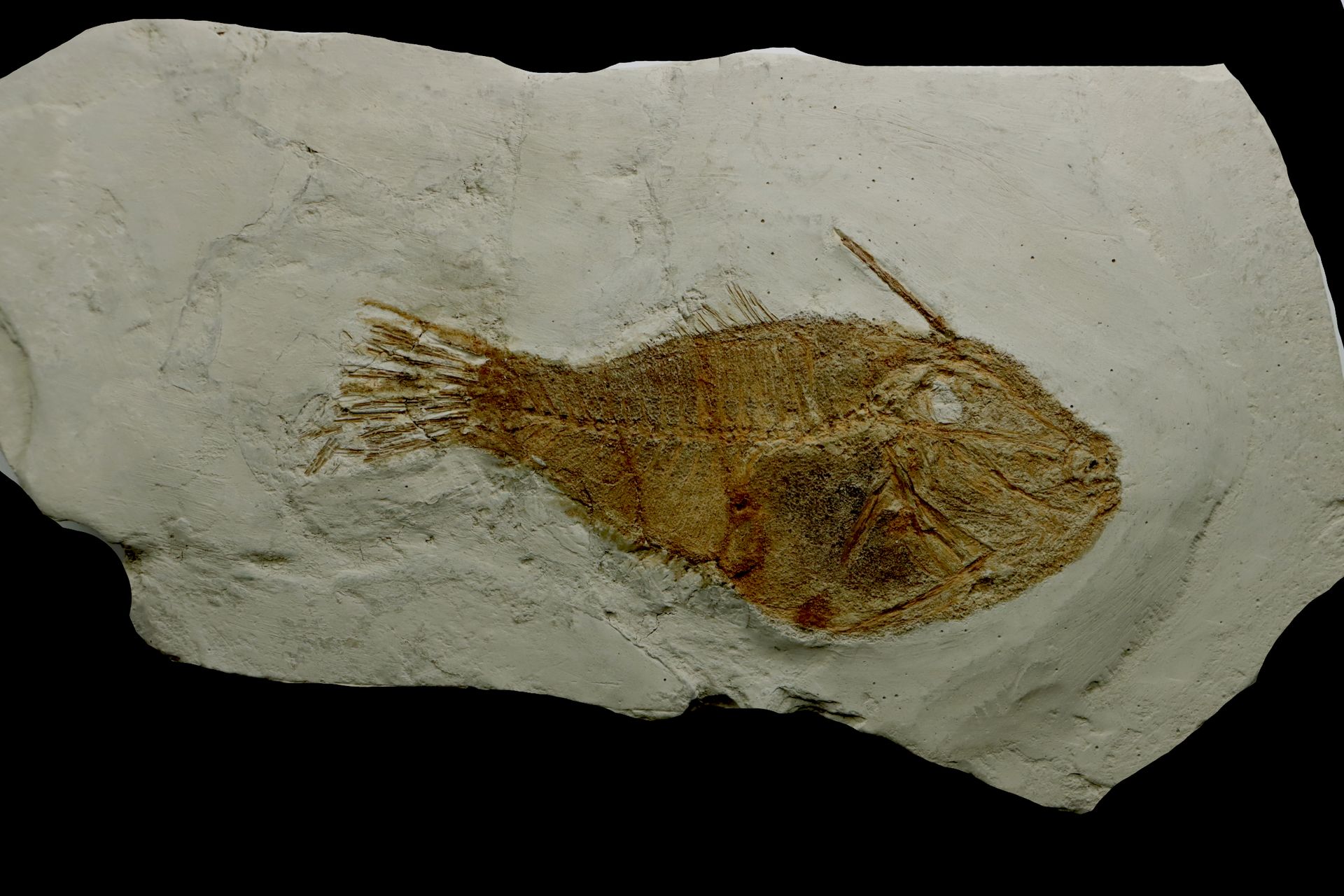 Etonnant poisson fossile Balistes poisson fossile Balistes : Monacanthus – plioc&hellip;