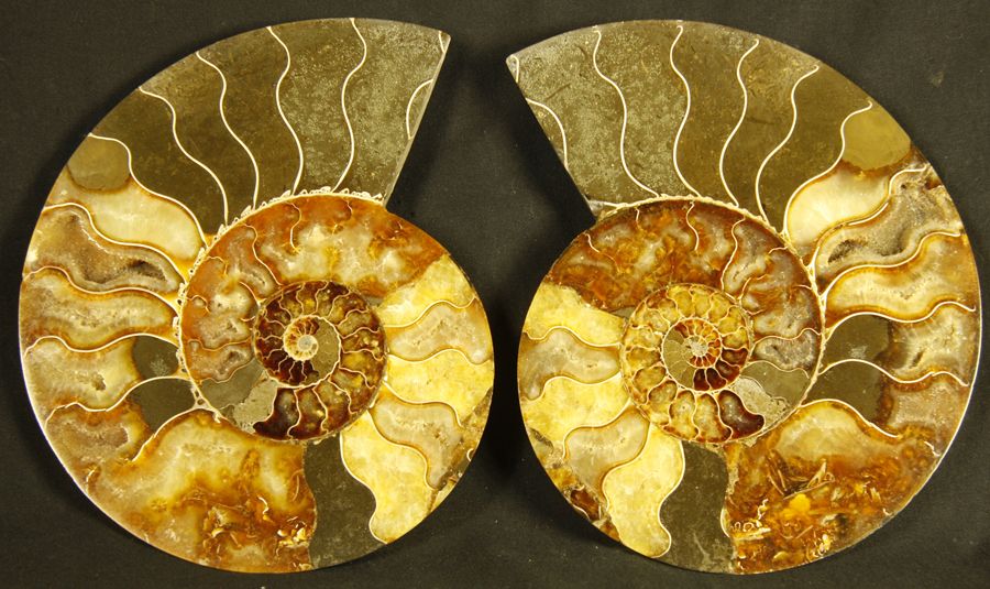 Ammonite 抛光的锯齿状氨化石：Desmoceras cretaceus，来自马达加斯加的Mahajanga。

白垩纪，8000-1亿年前 

长：20&hellip;