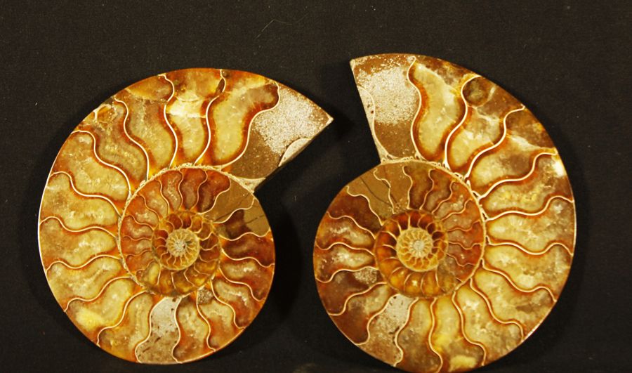 Ammonite 抛光的锯齿状氨化石：Desmoceras Cretaceus，来自马达加斯加的Mahajanga。

白垩纪，80-100万年的历史。 

长&hellip;