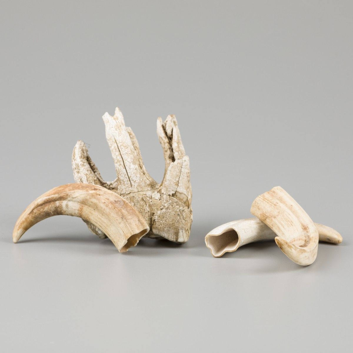 A lot comprising (3) hog's teeth and a mamoth's (?) tooth. Null