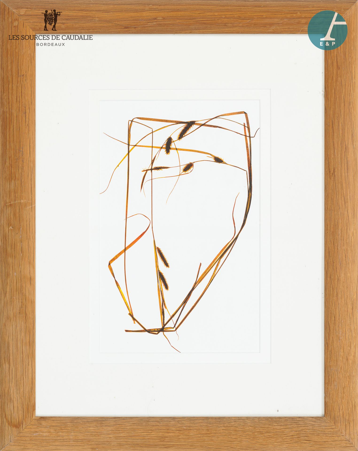 Null 三件带框作品，"藤叶和草的细节"。Jean HINCKER的叶状图 1/1 1994

高：67厘米-宽：58厘米（X2）-高：64-宽：51厘米