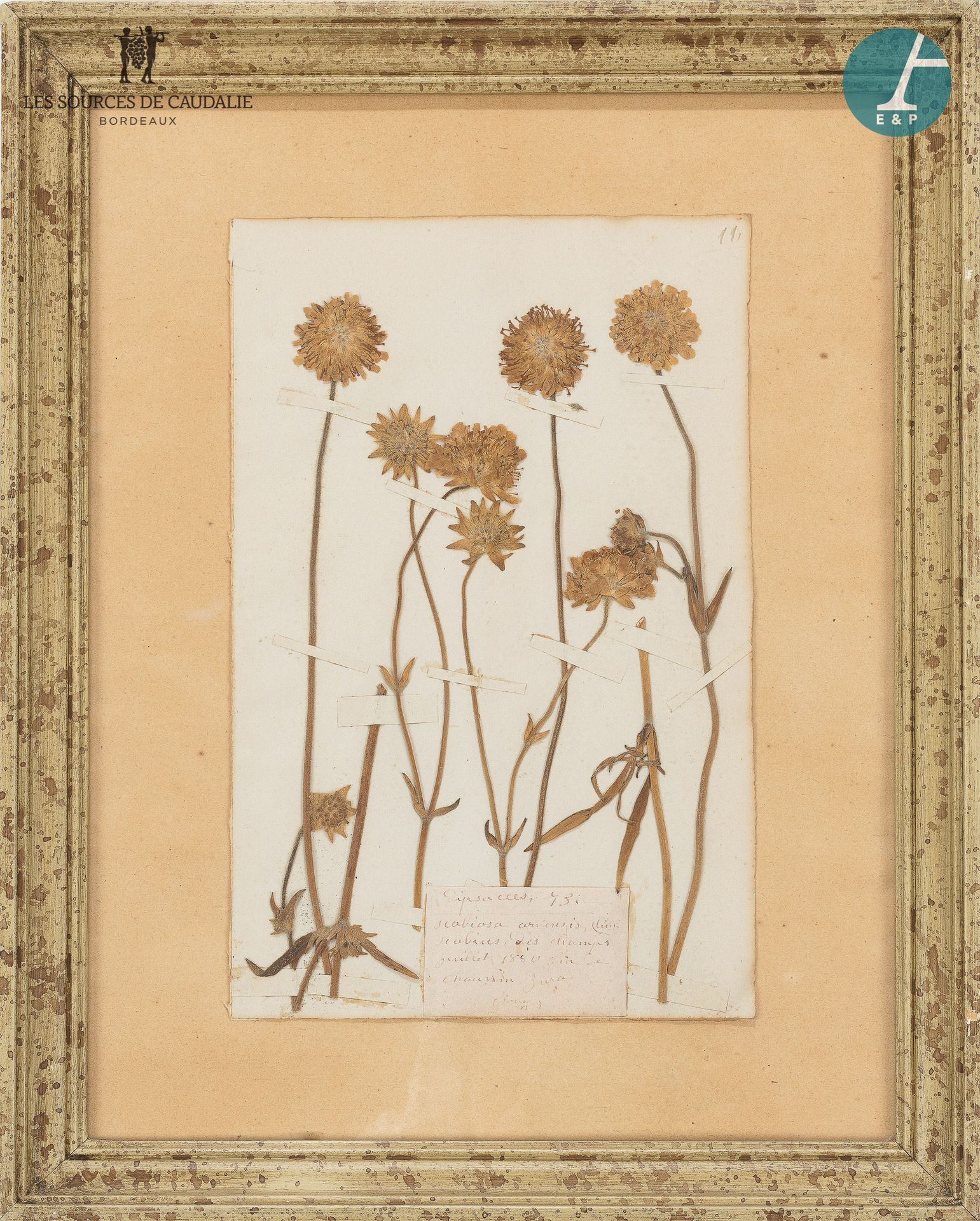 Null 来自2号房间 "La Fée Clochette"。

三件有框架的作品，植物园，真正的干花，一件是1881年9月和1893年9月的作品

31x39&hellip;