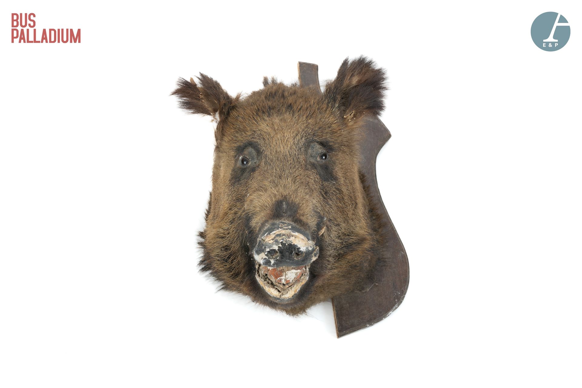 Null From the Bus Palladium concert hall



Naturalized boar's head.



H: 66cm &hellip;