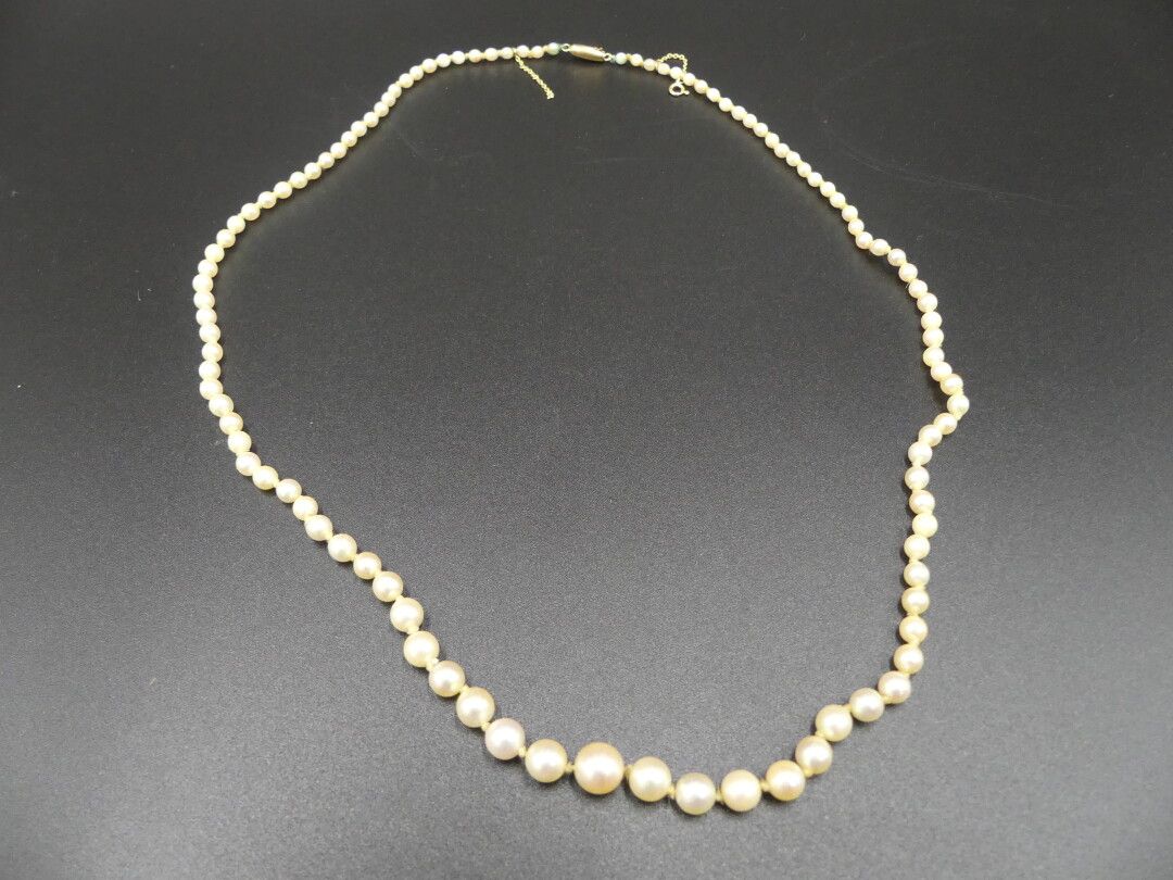 COLLIER Necklace of cultured pearls in fall, clasp in GOLD, Length 52cm.