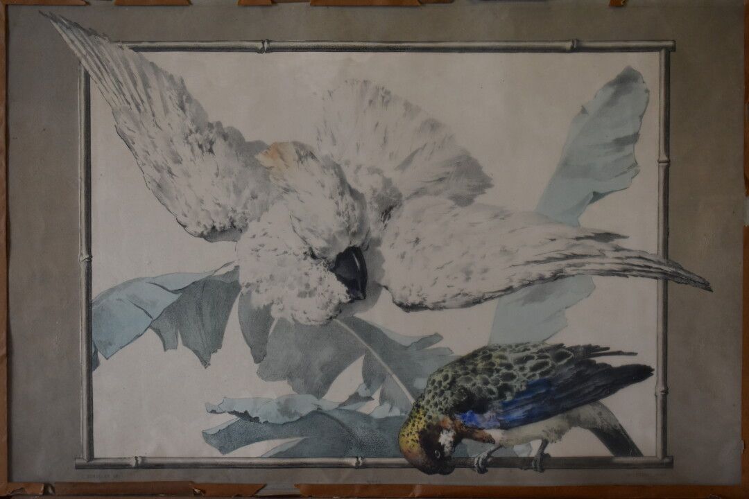 C.SCHOULLER. DEL, couple de perroquets C.肖勒。DEL，一对鹦鹉，海报，玻璃下印刷。 40 x 60 cm