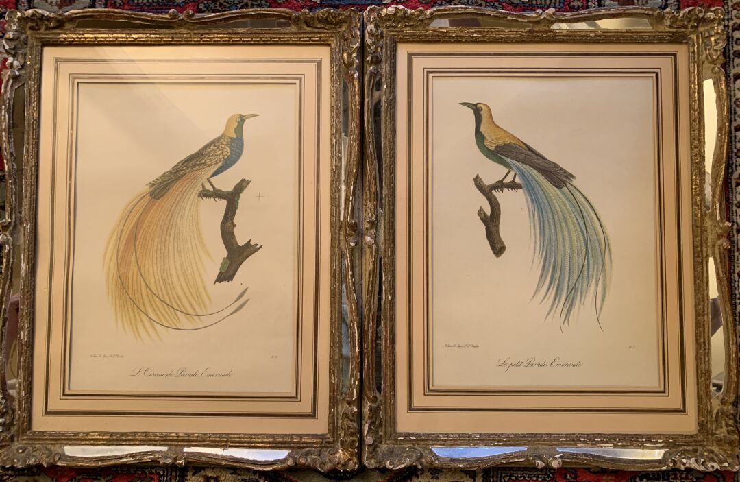 Null Nach Louis-Pierre VIEILLOT (1748 - 1830), L'Oiseau de Paradis Emeraude und &hellip;