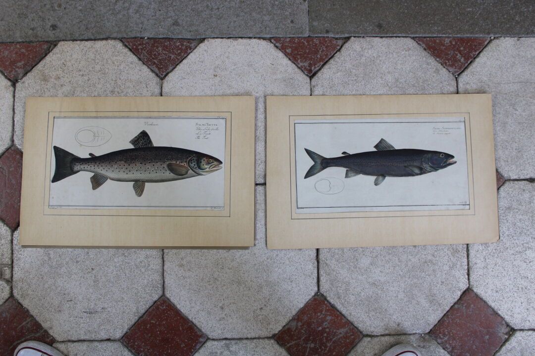 Null KRUGER , Paire de gravures anciennes :

Salmo Trutta. La truite. Eau forte &hellip;