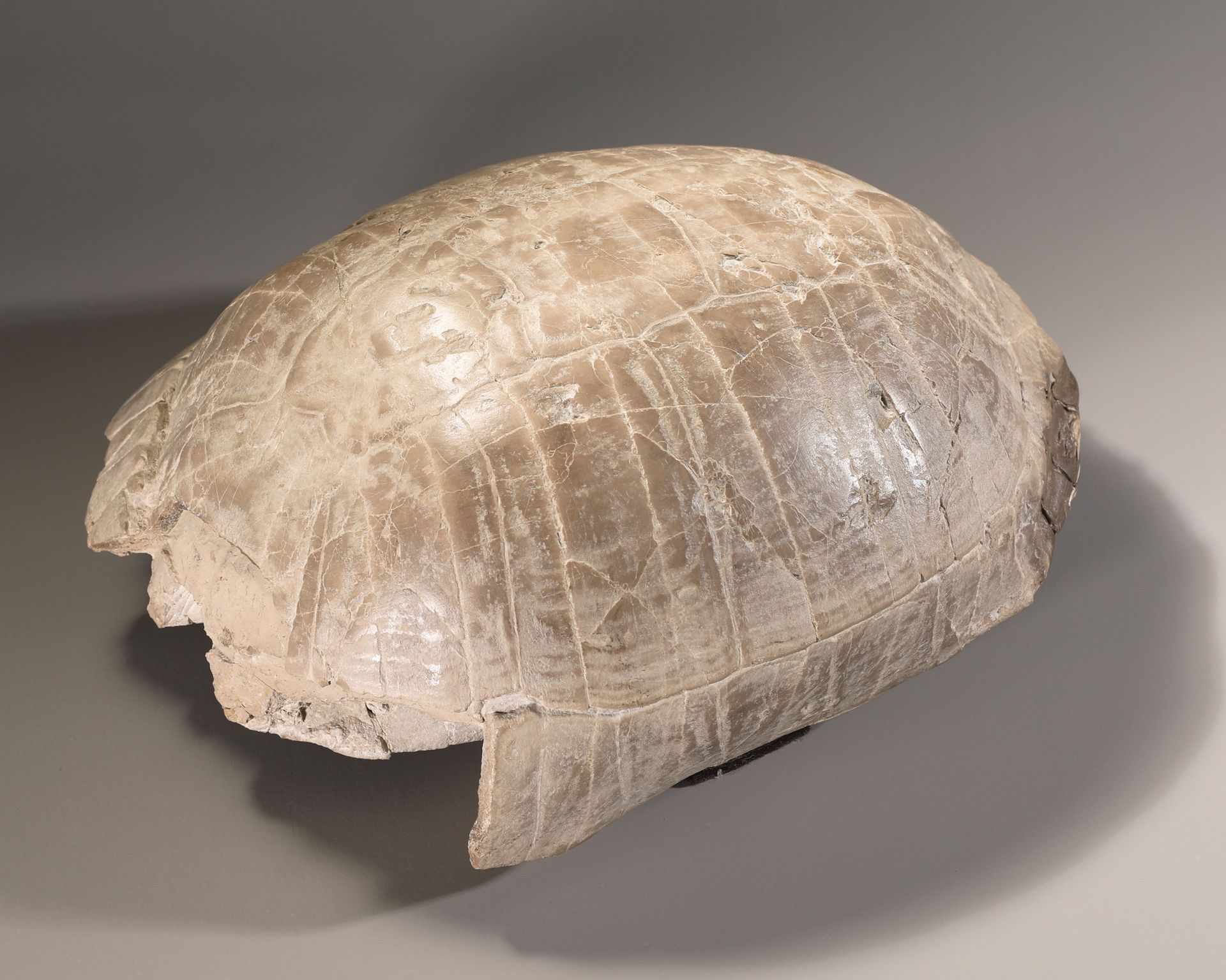 Fossilized Stylemys (Pillar Tortoise) Stylemys fossilisée (tortue à colonnes)
en&hellip;
