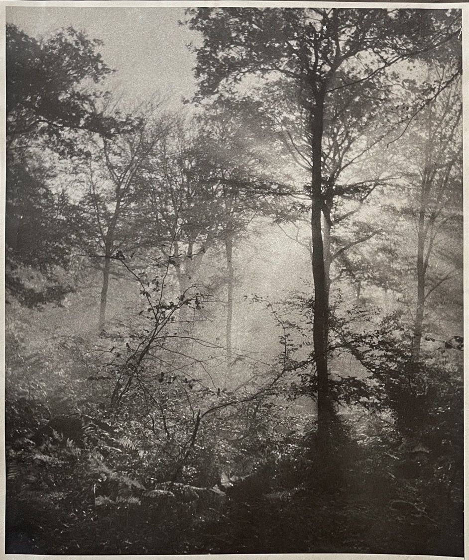 Circle of Robert Dasché (1907-1988) Study of an Undergrowth, 1949 Large silver e&hellip;