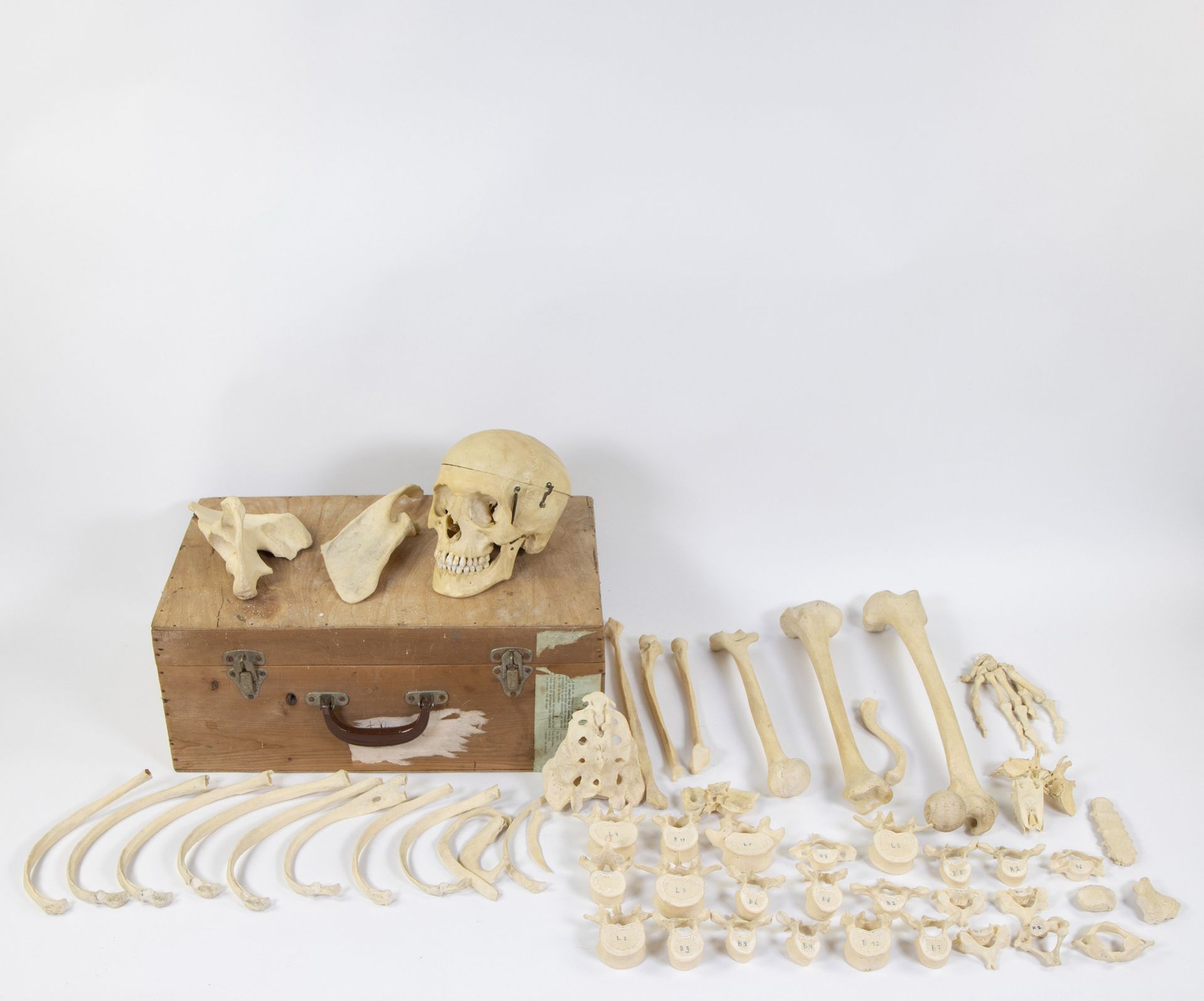 Null 木箱中的骨架部件，研究对象。
摆放在木箱中的骨骼，研究对象。