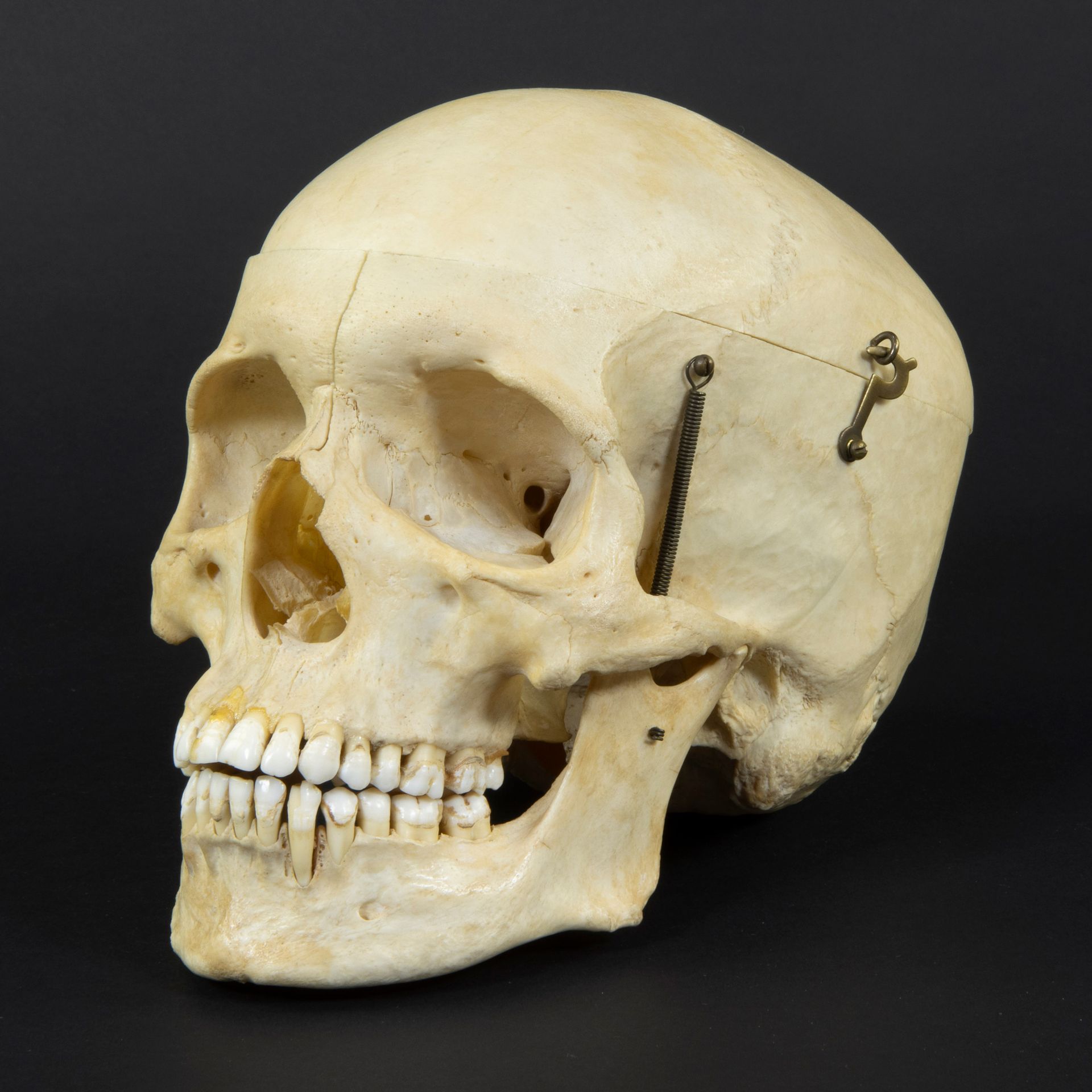 Null Crâne d'étude dentaire du cabinet du dentiste Gand
Etude de crâne du cabine&hellip;
