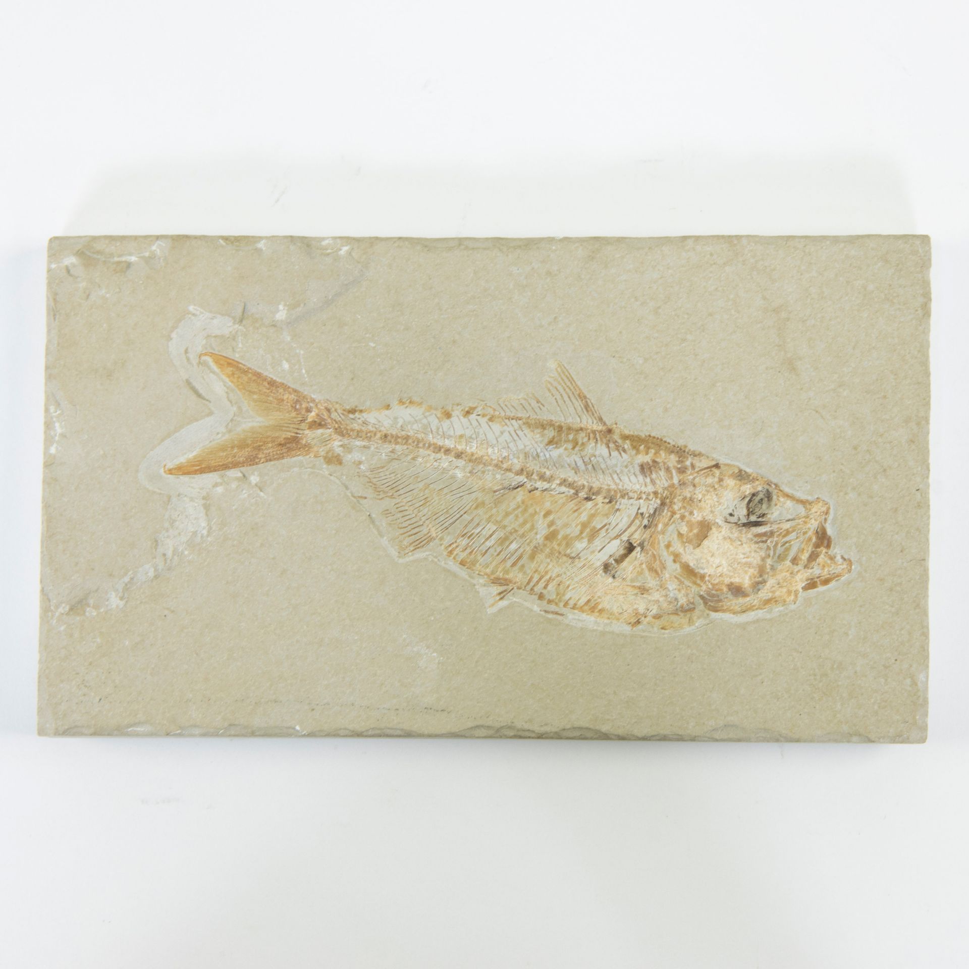 Null Fossiler Fisch, Scombroclupea macrophthalma, Oberkreide (90 milj j)
Fossiel&hellip;