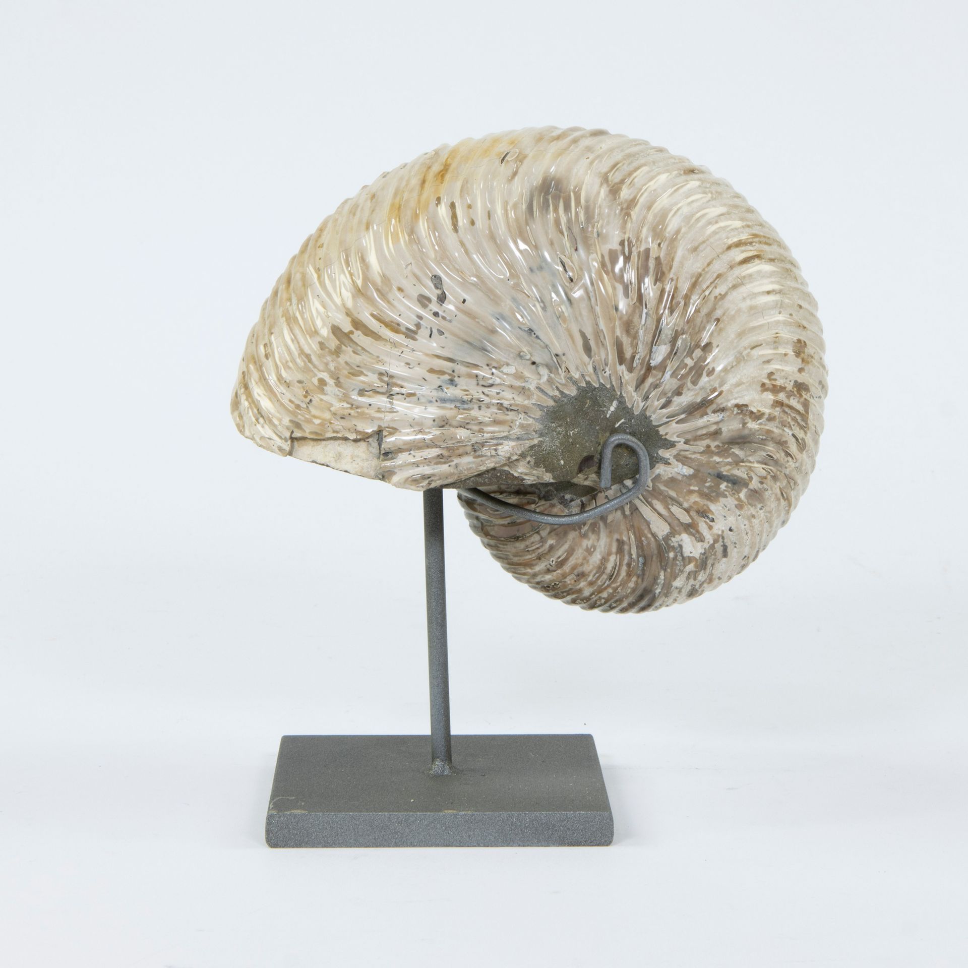 Null Coquille de nautile, Cymatoceras, Crétacé (100-145 millions d'années)
Coqui&hellip;
