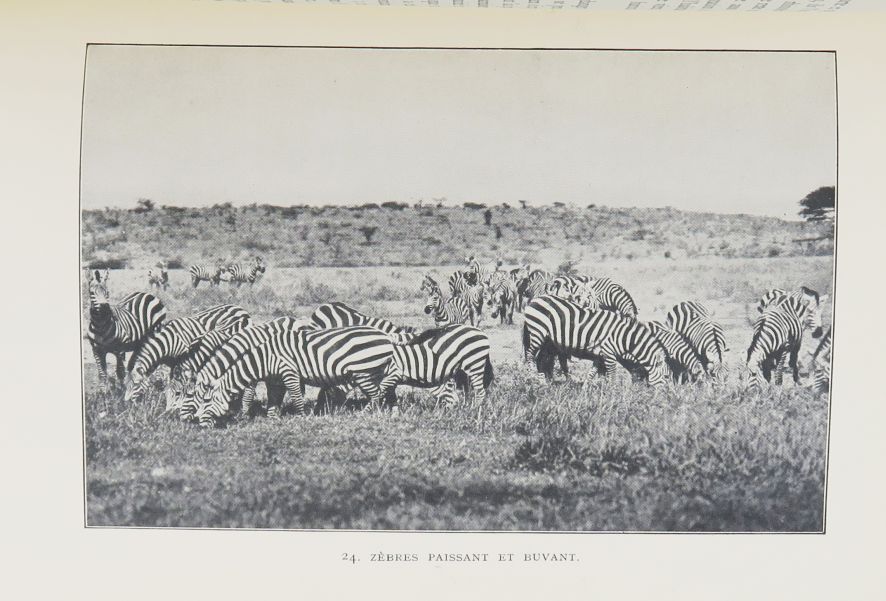 Null 非洲。一套5册。

JOHNSON（马丁），《Safari》，非洲灌木丛的描述。翻译：马塞尔-塞梅兹（Marcel Séméziès）。巴黎，斯托克，&hellip;