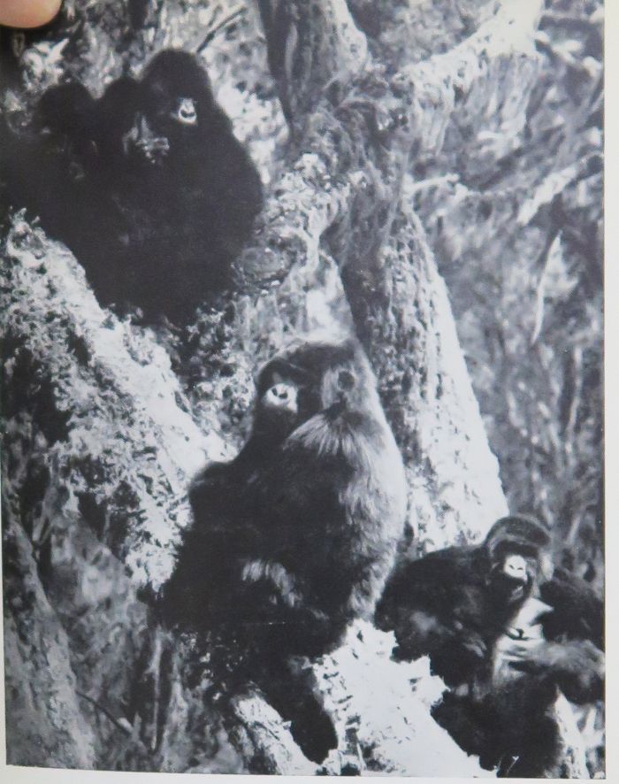 Null Afrika. Satz mit 4 Bänden: 

SCHALLER (George B.), Un an chez les gorilles.&hellip;