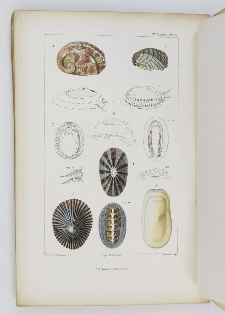 Null [CUVIER (Baron Georges).软体动物。巴黎，Baillière，1868年。

该版本的8开印刷板。在36张彩色雕刻的图版上有52&hellip;
