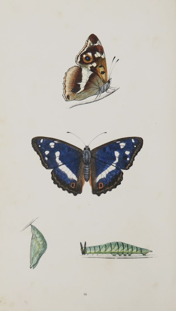 Null 莫里斯（Francis Orpen）。英国蝴蝶的历史。伦敦，Groombridge and sons, 1864。

8开本，现代装订，缺少封面。

&hellip;