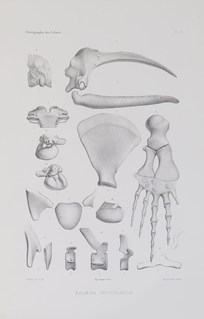 Null BENEDEN (Pierre-Joseph van). Osteographie des cétacés vivants et fossiles q&hellip;