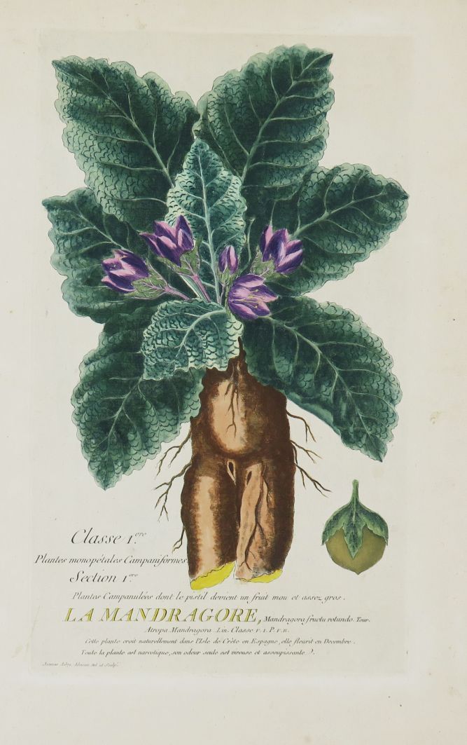 Null ALYON（皮埃尔-菲利普）。植物学课程，为S.A. Sérénissime Monseigneur le Duc d'Orléans的儿童教育服务，&hellip;