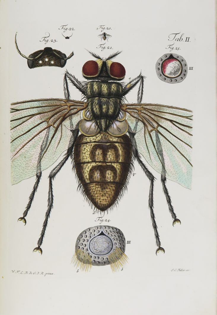 Null GLEICHEN-RUSSWORM (Wilhelm Friedrich von). History of the common fly of our&hellip;