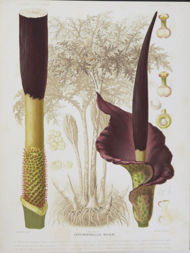 Null BAILLON（亨利）。植物学词典》。巴黎，Hachette et Cie, 1876。

4卷，4页，黑色半透明胶卷(时期装订)。磨损的装订，一个书&hellip;