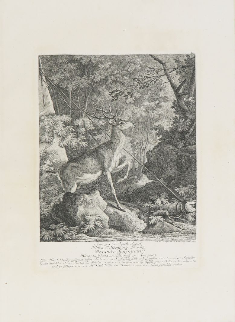 Null RIDINGER (Johann Elias). Representación justa y exacta de algunos ciervos m&hellip;