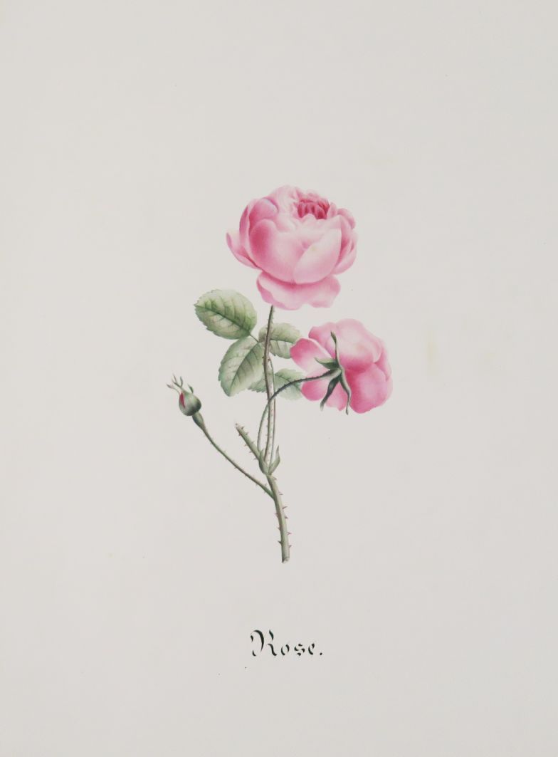 Null [PIEDNOIR（Léonide）。植物学。花卉水彩画专辑。Sl, [c. 1845].

小对开手稿(36,3 cm x 28,2 cm)，包括(&hellip;