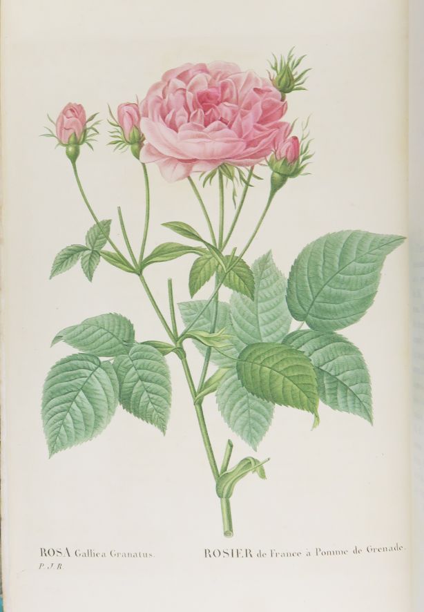 Null REDOUTÉ (Pierre-Joseph). Les Roses peintes par P. J. Redouté [...], décrite&hellip;