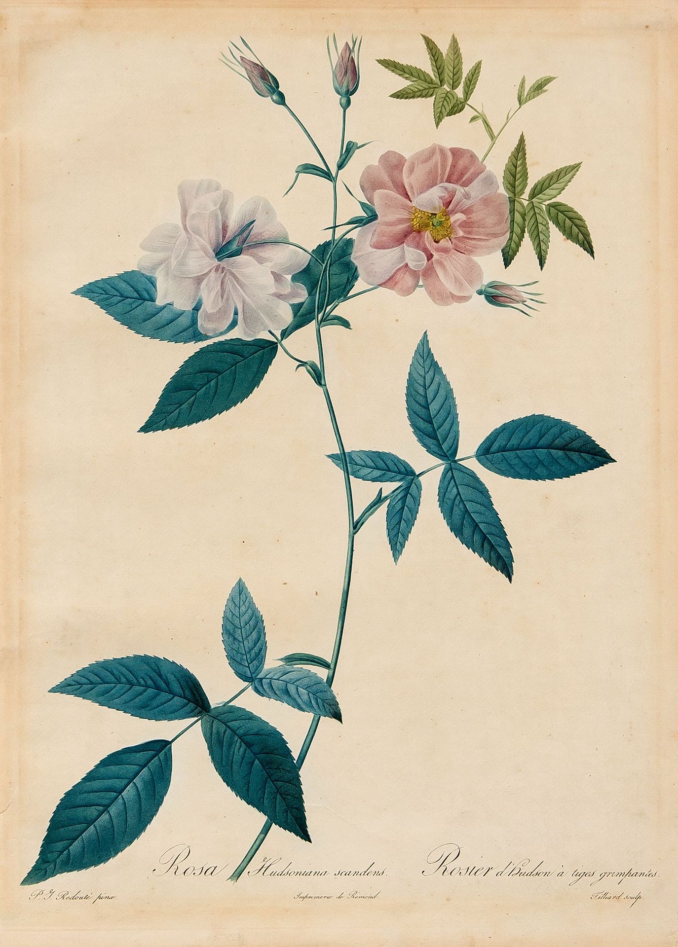 Null Three floral images around 1800: Two colored dotted engravings with roses a&hellip;