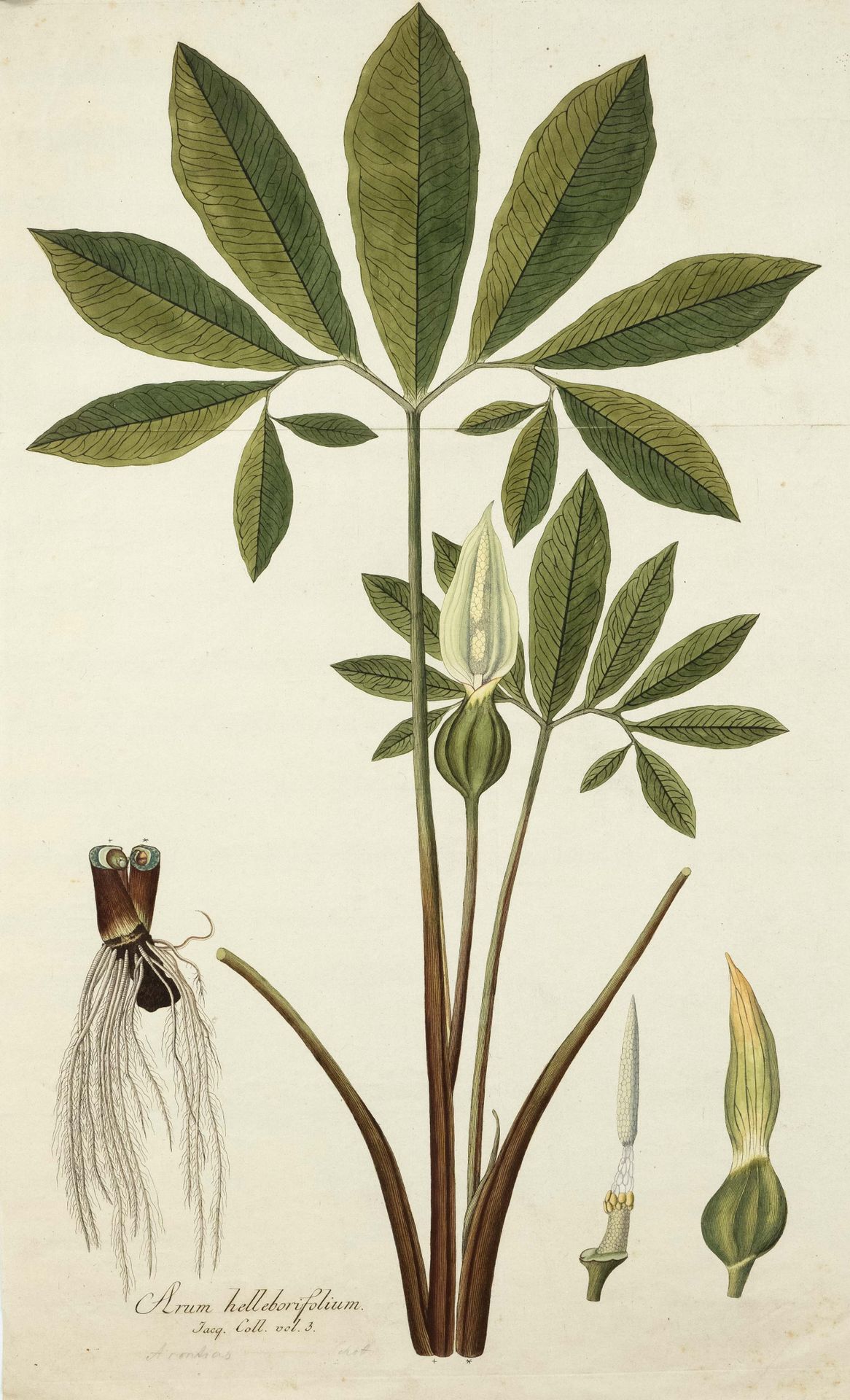 Null 三幅17世纪的植物版画："Anthyllis Lunata "和 "Rubia minor hispanica"，铜版画来自A. Munting的 "&hellip;