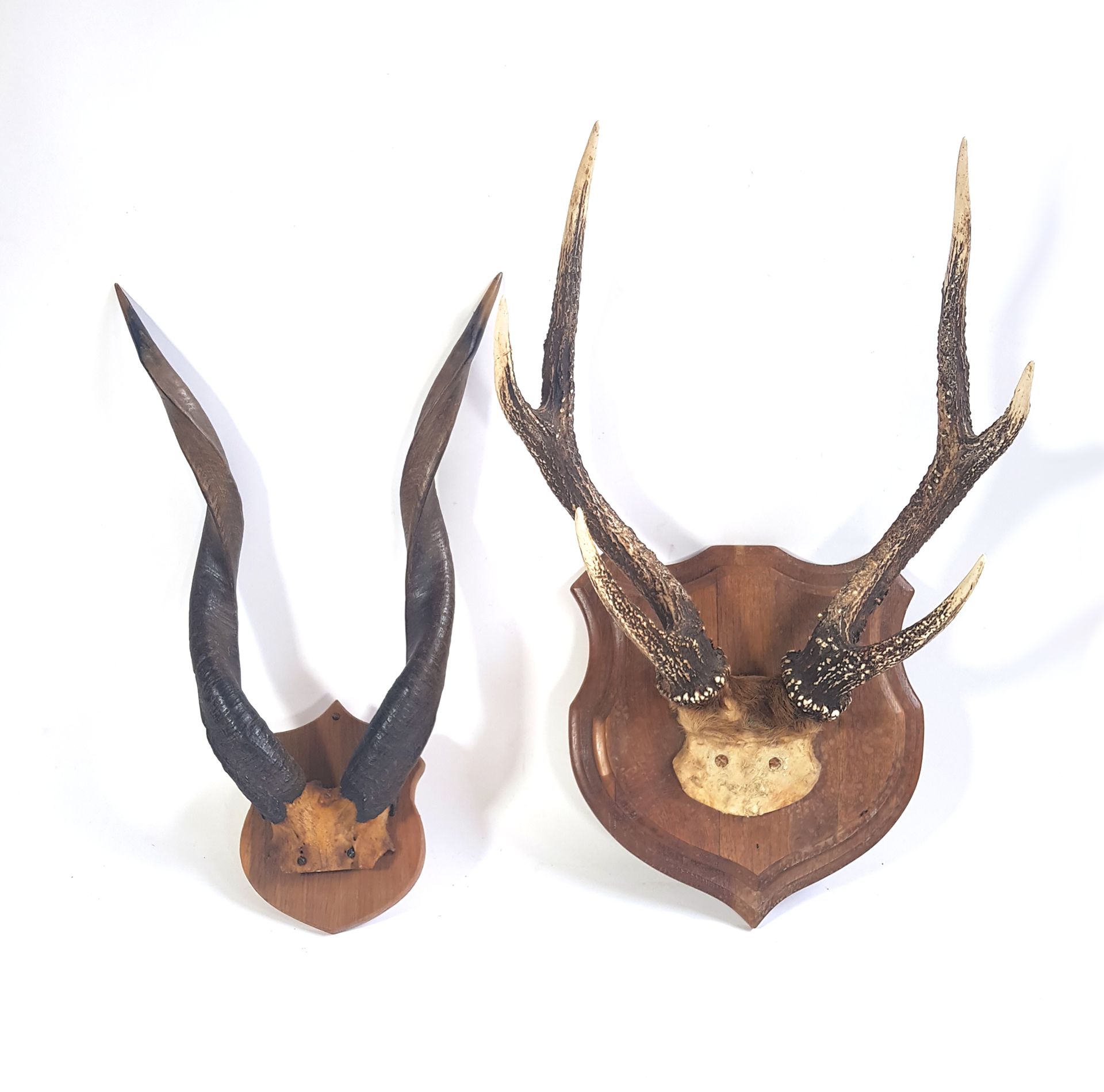 Null 安装在护身符上的两件大屠杀作品，一件是鹿，另一件是非洲羚羊

H.60和53厘米