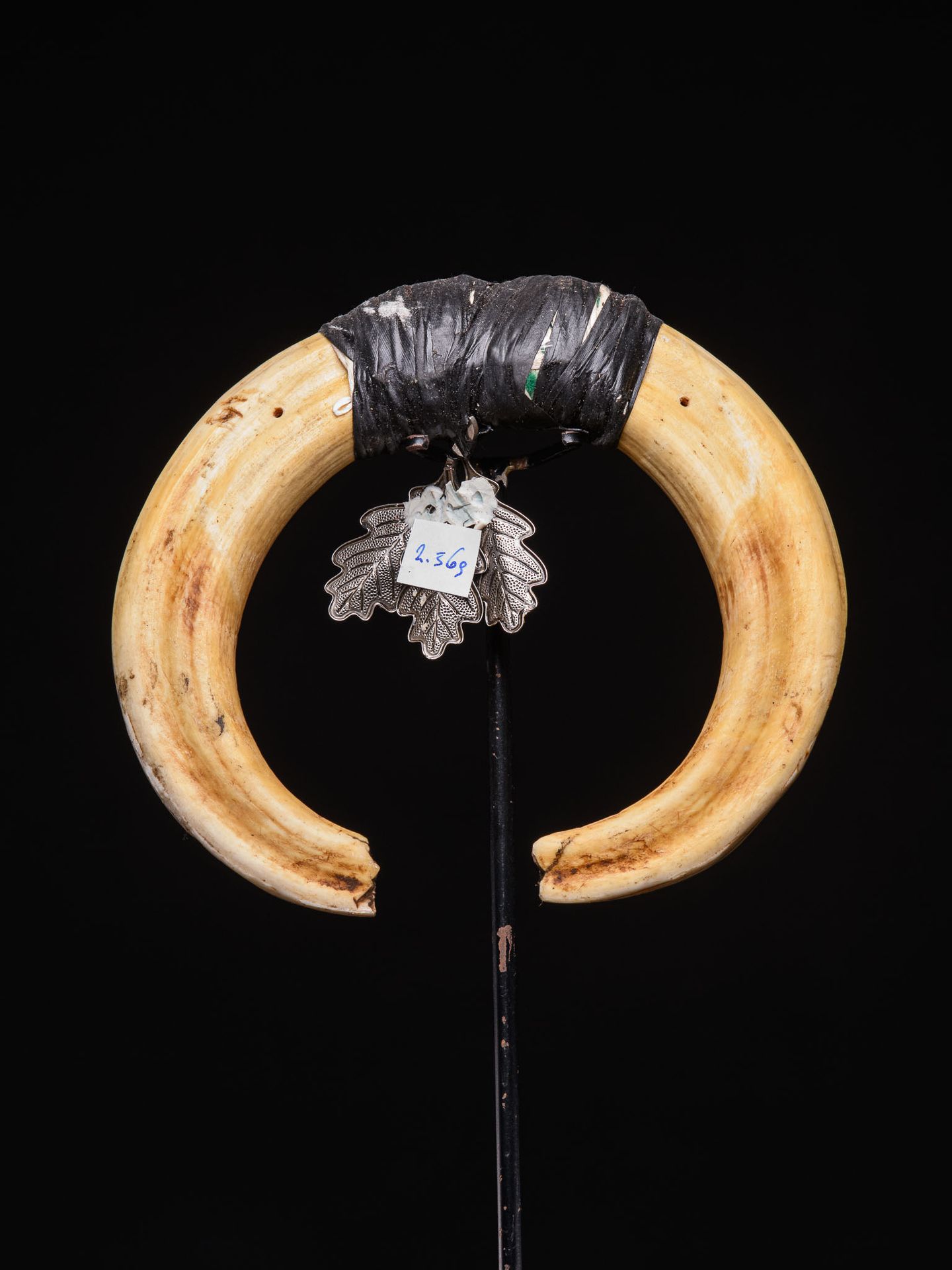 Null Amuleto in dente di maiale, Oceania - 18x 4 cm