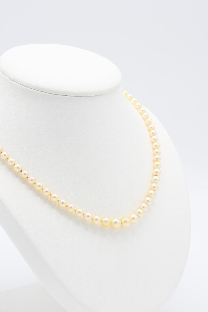 Null COLLIER de 82 perles de culture en chute, fermoir en or jaune 18k. L. 48 cm&hellip;