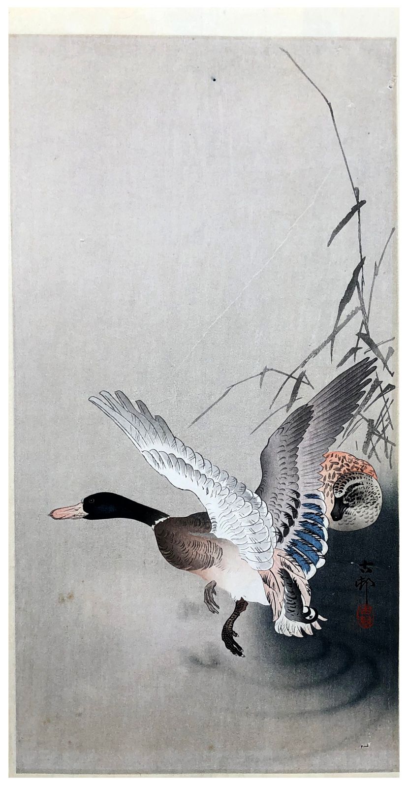 Japanese Woodblock Print by Ohara Koson Mallard Flying from a Pond 
Une rayure e&hellip;