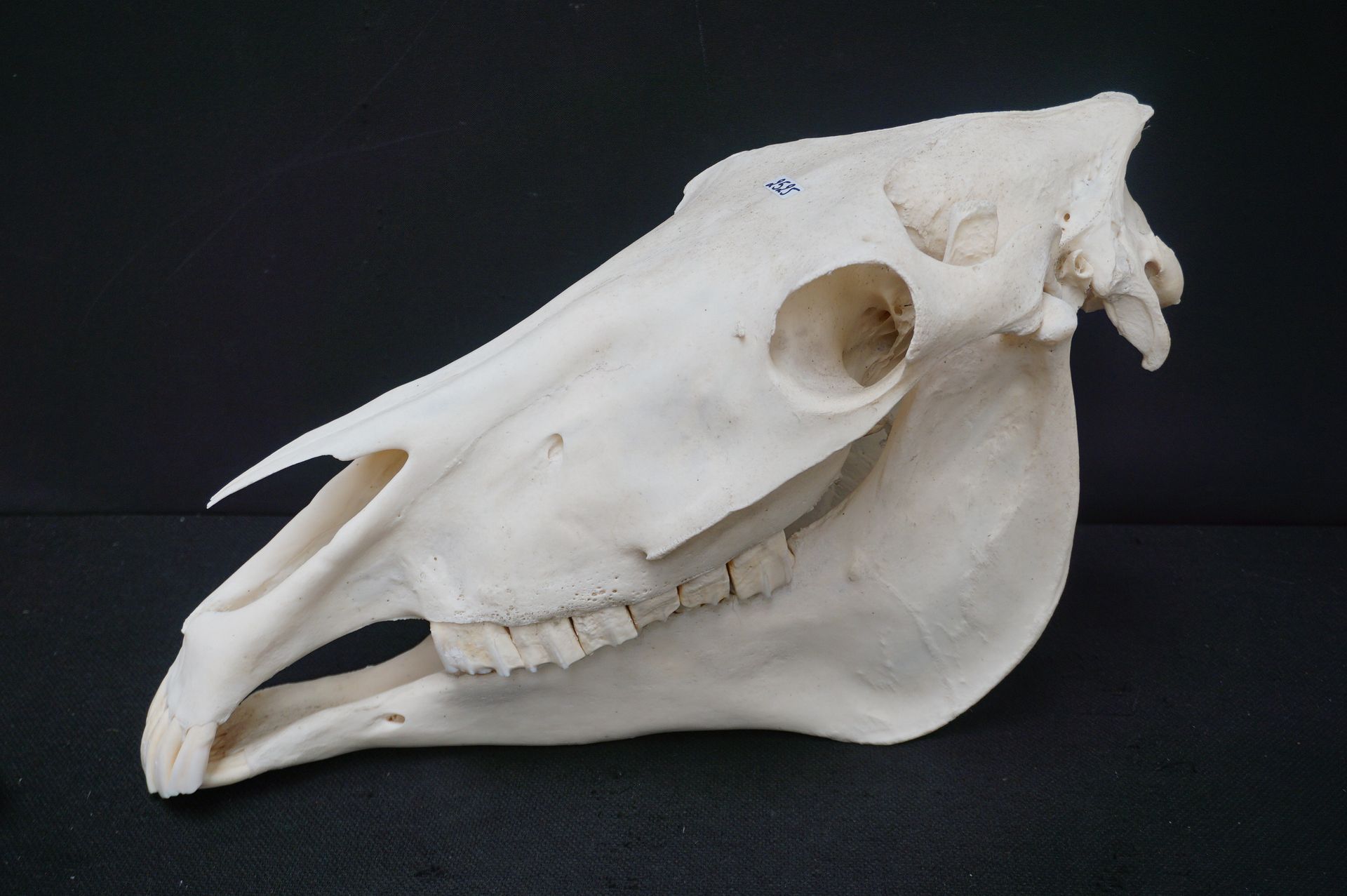 Null 
Skull of a old horse - 55 cm Western - Country