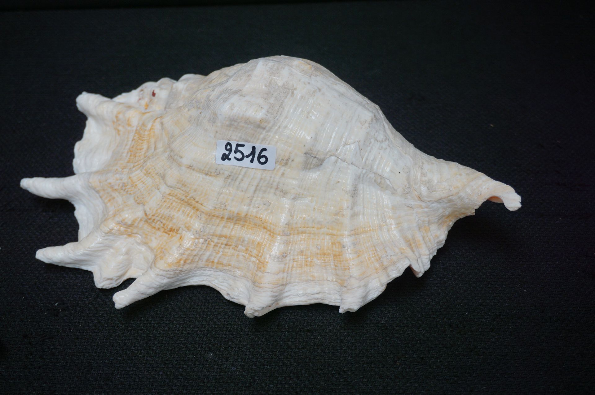 Null 美丽的贝壳 - 长：25厘米