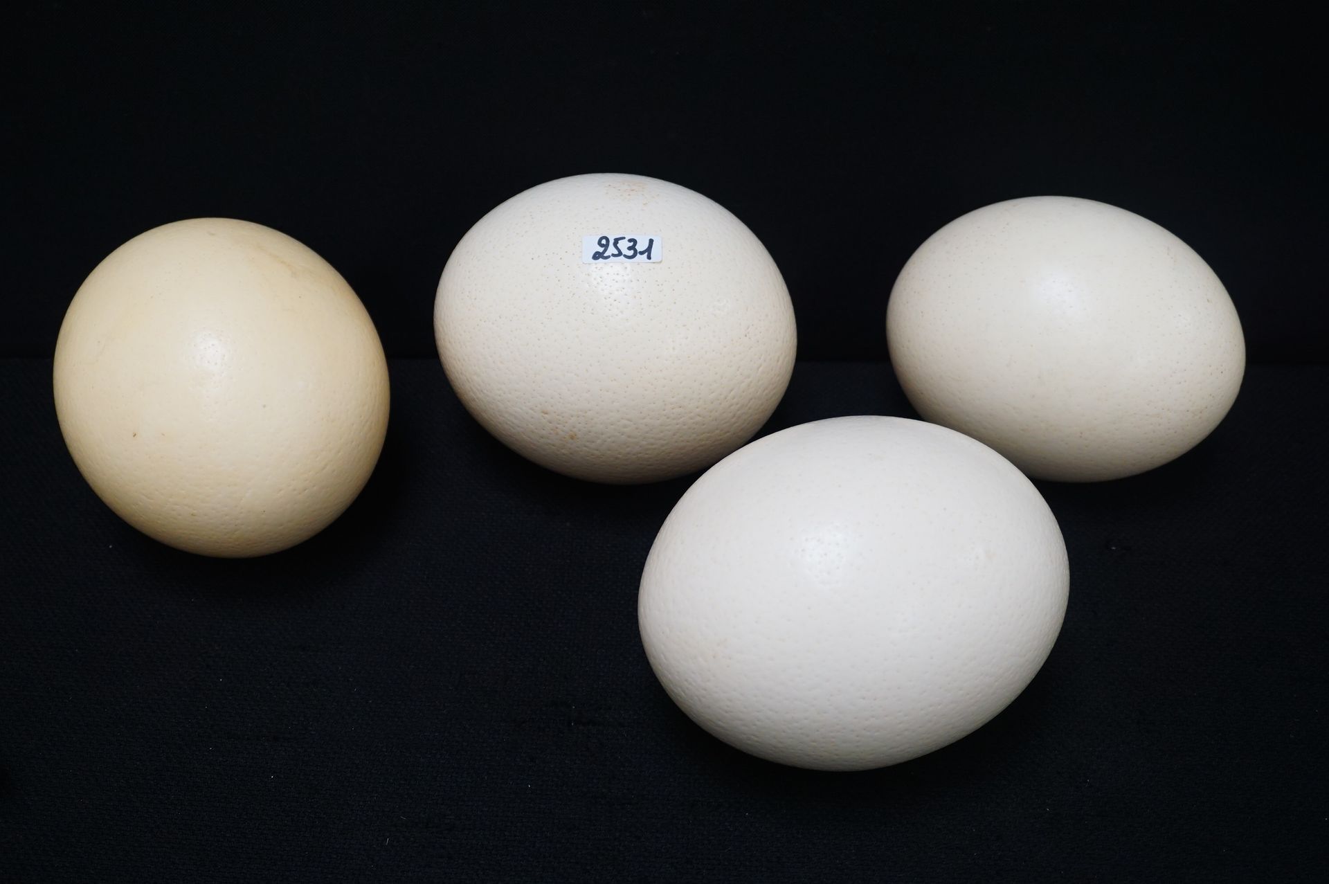 Null 4 Ostrich Eggs