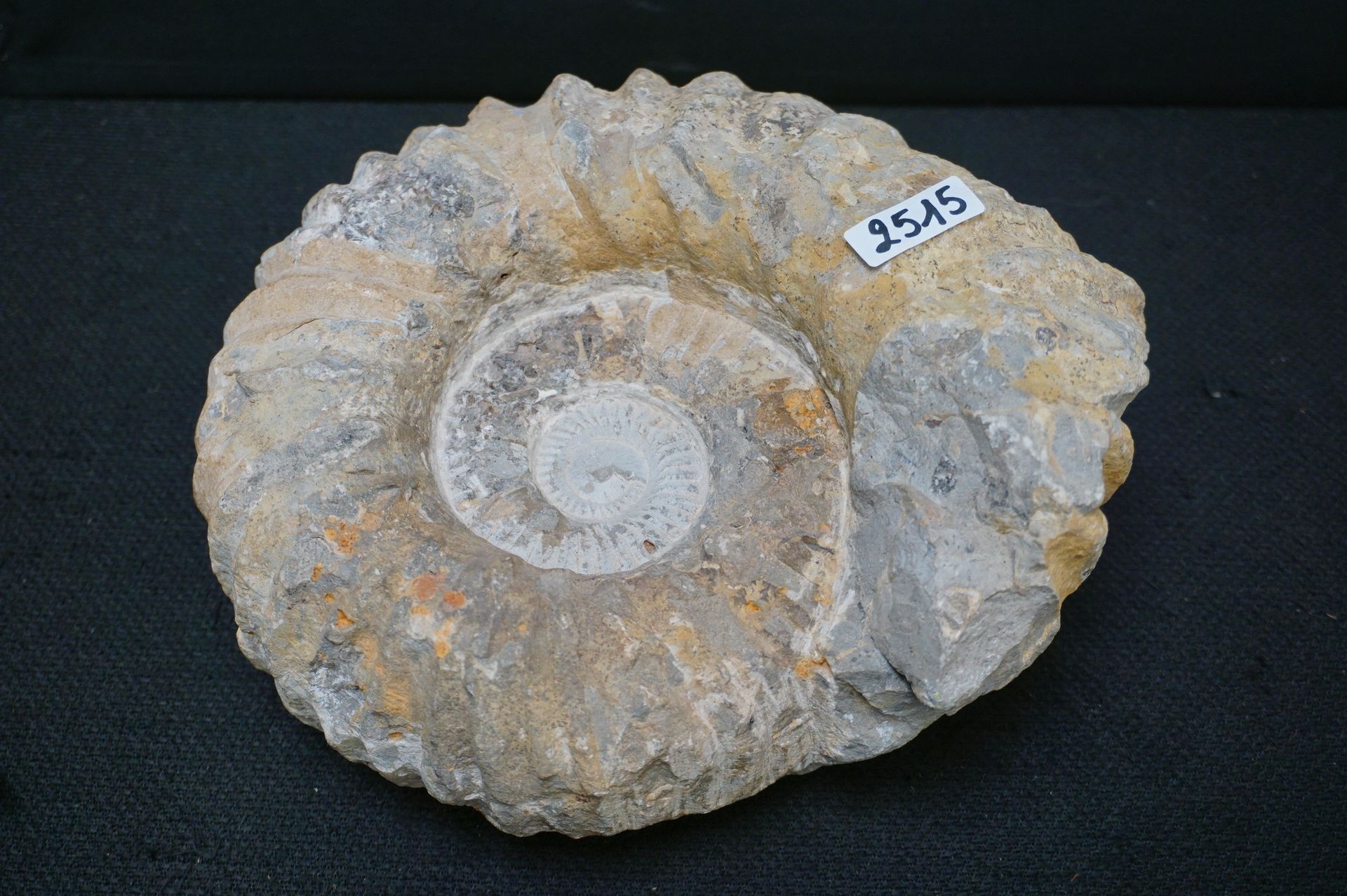Grand Fossile d'une ammonite - L : 22 cm
