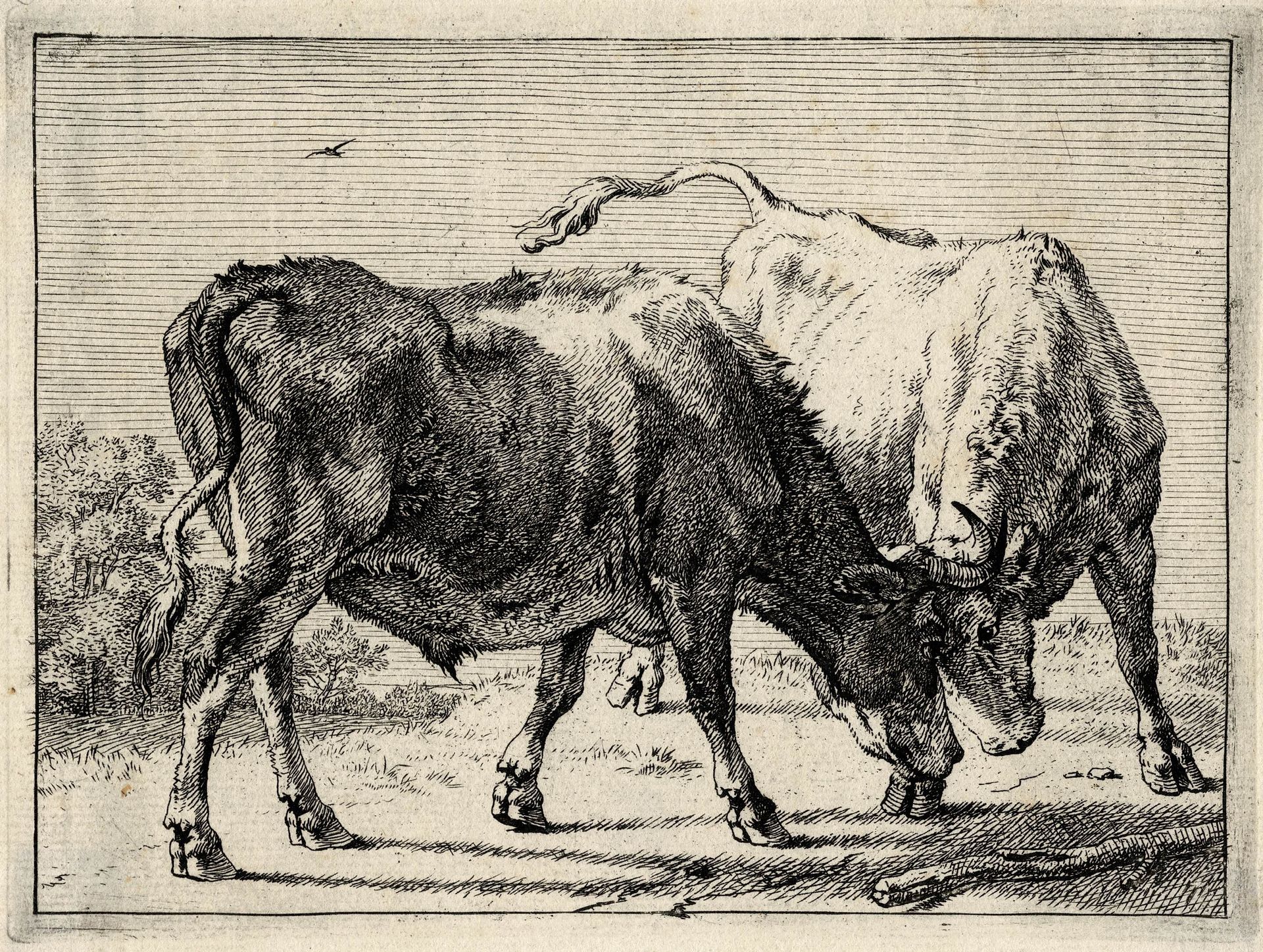 Paulus POTTER (1625-1654) Paulus Potter, Two fighting oxes / Description: Two fi&hellip;