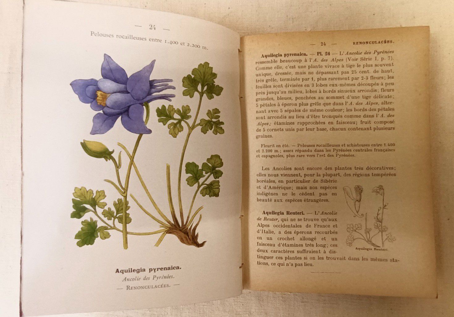 Null 
FLAHAUT (Charles Henri Marie]. Nouvelle flore coloriée de poche des Alpes &hellip;