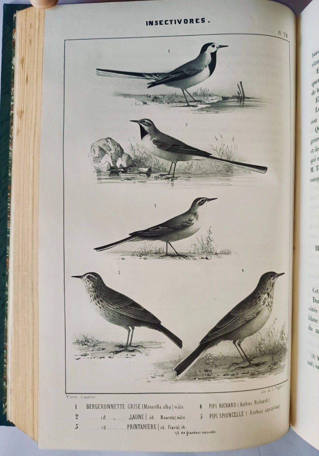 Null 
BOUTEILLE (Hippolyte) & CASSIEN (Victor). Ornithologie du Dauphiné ou Desc&hellip;