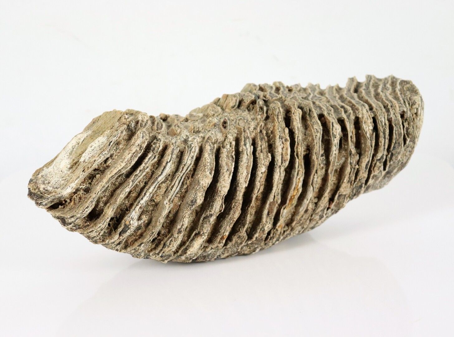 Null Versteinerter Mammutmolar.

Gefunden in der Loire.

H_12 cm L_30 cm