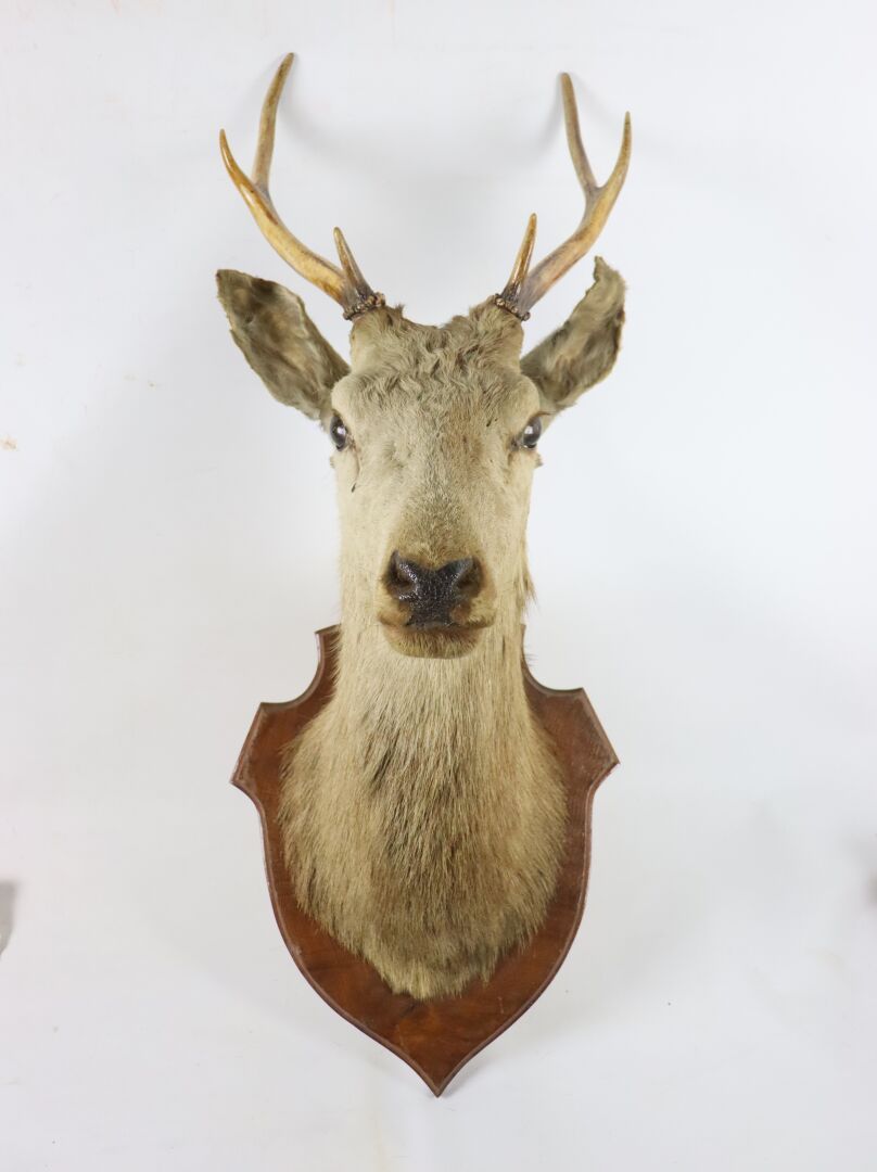 Null Head in cape of elaphe stag on varnished wood escutcheon.

H_100 cm L_38 cm