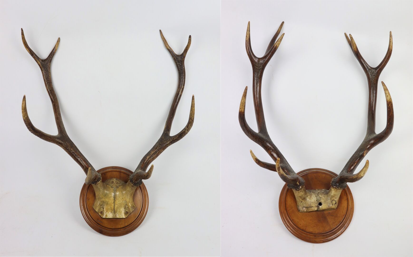 Null Set of two deer massacres mounted on a walnut medallion.

H_65 cm L_54 cm