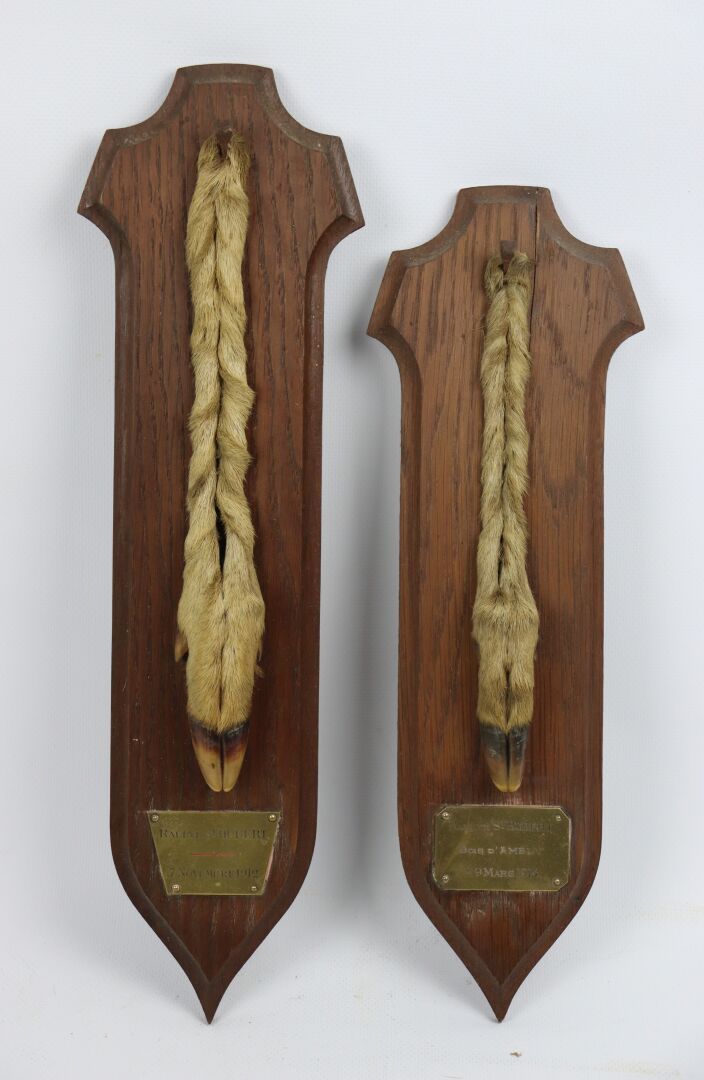 Null Set of two RALLYE SAINT HUBERT honorary feet, on oak escutcheon, including:&hellip;
