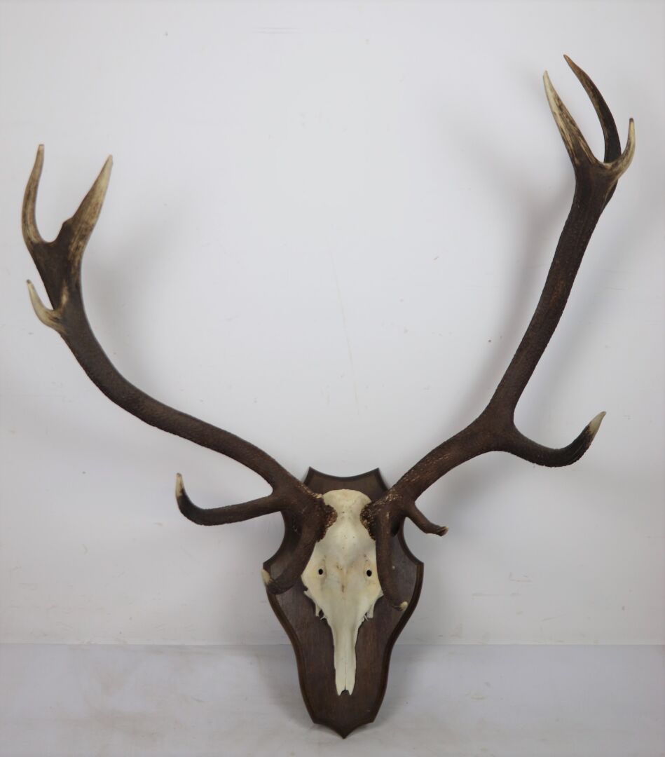Null 大的十二角麋鹿杀，在清漆的橡木护壁板上。

高_120厘米，宽_100厘米